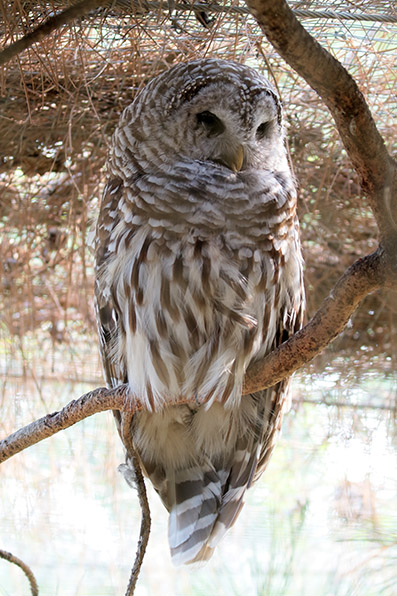 Barred Owl